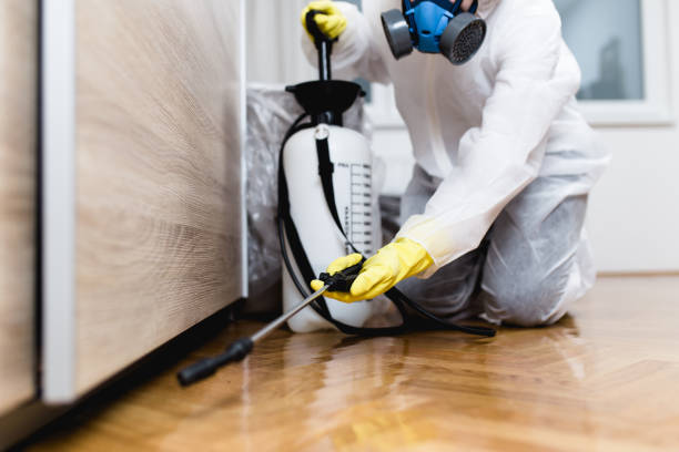 Best Wasp Removal Services  in Springdale, SC