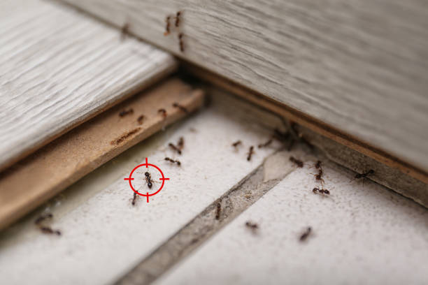 Professional Pest Control in Springdale, SC